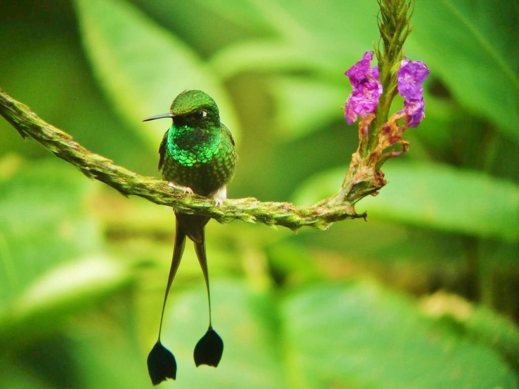 Mindo Garden Lodge And Wildlife Reserve Bagian luar foto