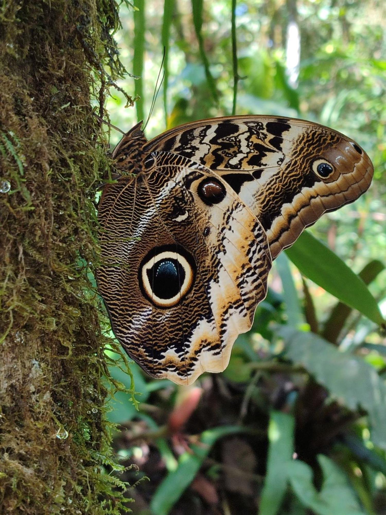 Mindo Garden Lodge And Wildlife Reserve Bagian luar foto