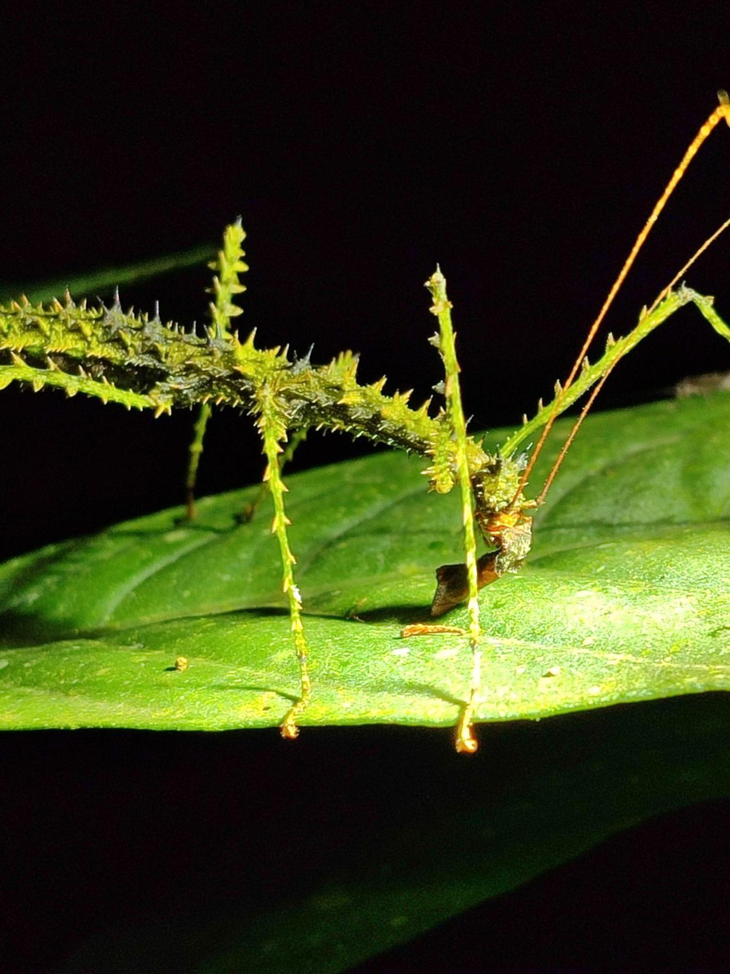 Mindo Garden Lodge And Wildlife Reserve Bagian luar foto