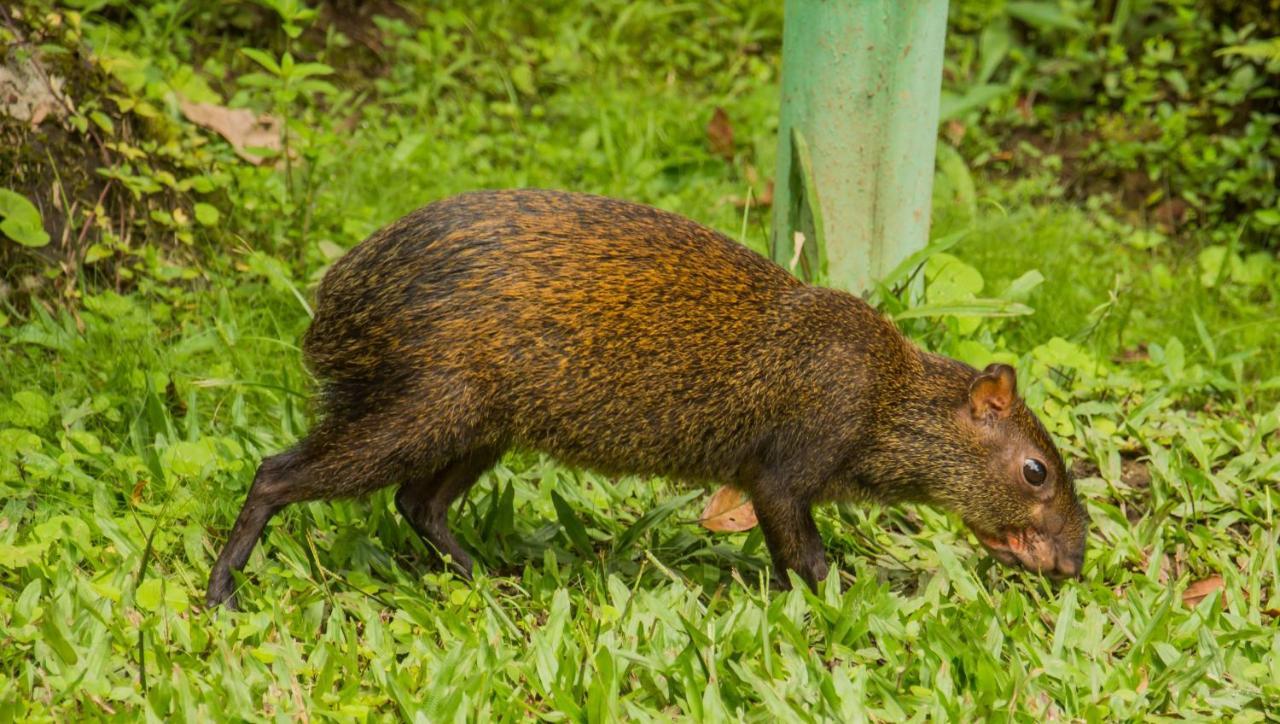 Mindo Garden Lodge And Wildlife Reserve Bagian luar foto